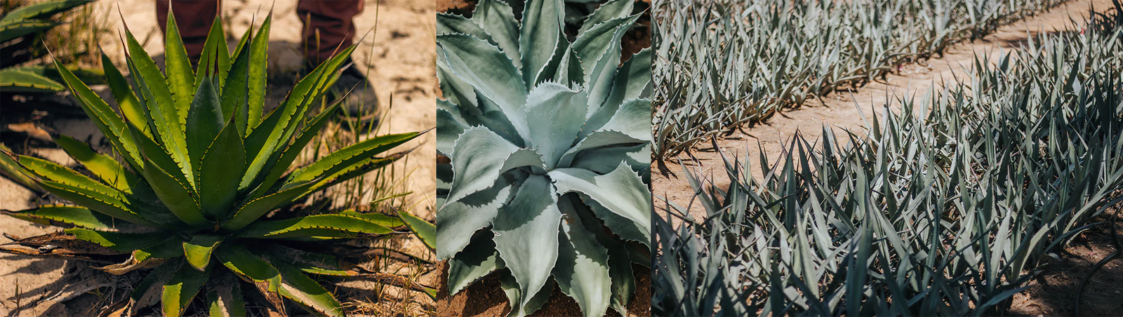Wild Agave