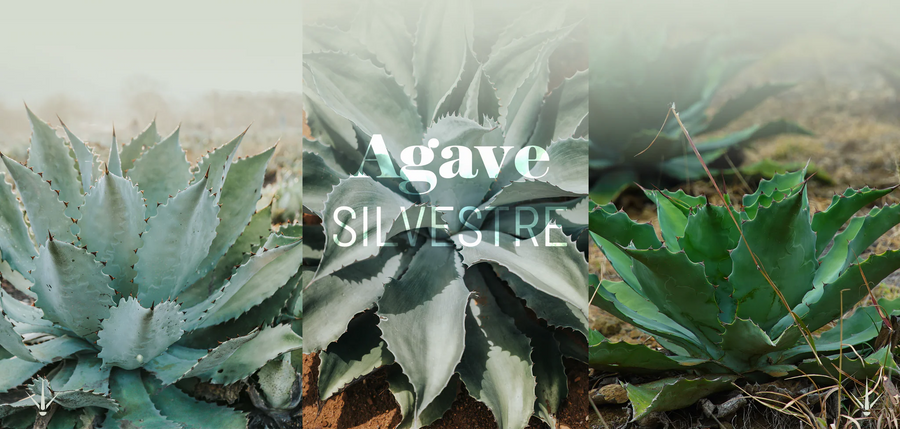 Wild Agave