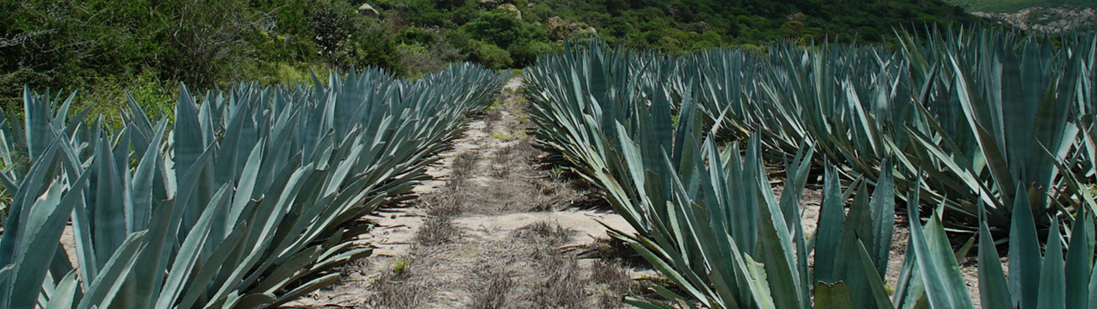 Mexicano Agave Mezcal
